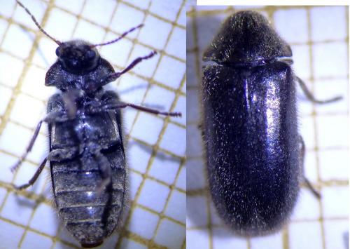 Réf. 230 789 : Hyperisus plumbeum